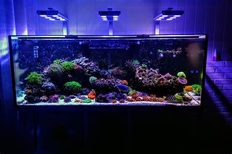 salt aquarium fish|The 26 Best Saltwater Fish For Your Aquarium.